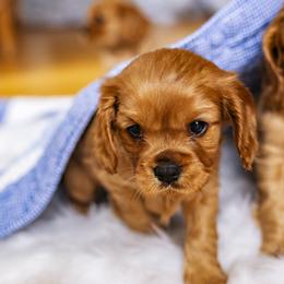 Cavalier King Charles Spaniel Puppies from Carolina Cavaliers