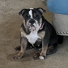 Luna - Bulldog