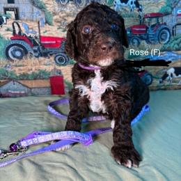 Rose' - Chocolate female Goldendoodle puppy in Water Valley, Mississippi from Olympian Doodles