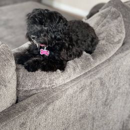 Double Doodle and Yorkipoo Puppies from Bella Dreamss LLC