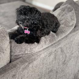 Double Doodle and Yorkipoo Puppies from Bella Dreamss LLC