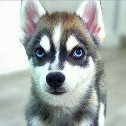 Rocky - Wolf sable male Pomsky puppy in Orlando, Florida from Way too cute Pomskies