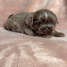 Dopey - Liver male Shih Tzu puppy in Las Vegas, Nevada from Vegas Shih Tzus