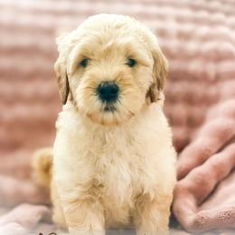 Randy - Red  male Goldendoodle puppy in Garden Grove, California from Sunkissed Doodles