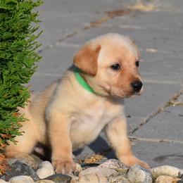 Green collar - Yellow male Labrador Retriever puppy in Gober, Texas from Trigger Time Kennels