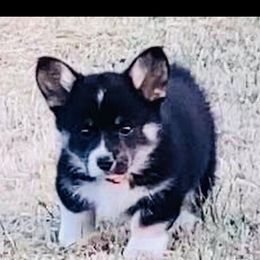 Pembroke Welsh Corgi Puppies from Boehm’s Pembroke corgis