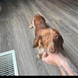Poppy - Dachshund