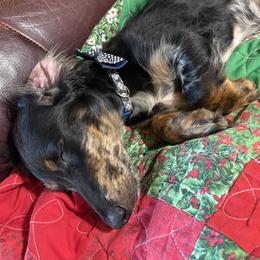 Harley - Dachshund