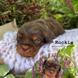 Bernedoodle, Cavalier King Charles Spaniel, Cavapoo, Goldendoodle, and Poodle Puppies from Gypsi Doodles & Poodles LLC.