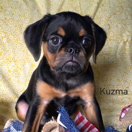 Kuzma - Black and tan male Brussels Griffon puppy in Independence, Kansas from Sunflower Brussels Griffon