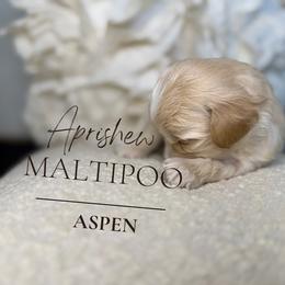 Aspen - Champagne male Maltipoo puppy in Weatherford, Texas from Aprishew Maltipoo