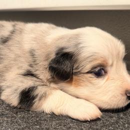 Miniature American Shepherds from Linda Malaussena