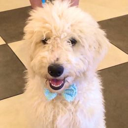 Cash - Goldendoodle