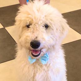 Cash - Goldendoodle