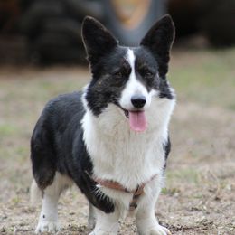 Margo - Cardigan Welsh Corgi