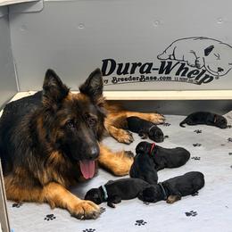 Boy 5 - Black and red male German Shepherd puppy in Bushnell, Florida from Central Florida Shepherds
