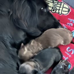 Lilith Grace - Dachshund