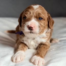 Purple - Caramel female Australian Labradoodle puppy in Auburn, Washington from West Valley Labradoodles