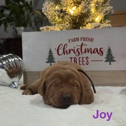 Joy - Yellow female Labrador Retriever puppy in Tigard, Oregon from Morrison Labrador Retreivers