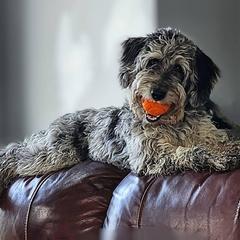 Bordoodle Puppies from Korbella Farm