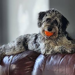 Bordoodle Puppies from Korbella Farm