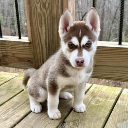 Bria (Fuchsia) - Red and white female Siberian Husky puppy in Ellijay, Georgia from Appalachian Siberians LLC