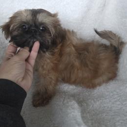 Natalie - Brindle female Shih Tzu puppy in Waynesboro, Pennsylvania from Big Win Shih Tzus