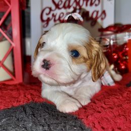 Boy 1 - Cavalier King Charles Spaniel puppy in Kirksville, Missouri from Show Me Poodles Doodles and Cavaliers