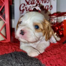 Boy 1 - Cavalier King Charles Spaniel puppy in Kirksville, Missouri from Show Me Poodles Doodles and Cavaliers