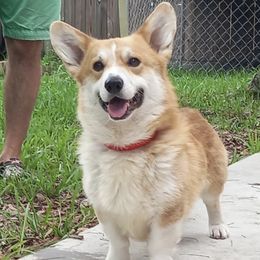 Frank - Pembroke Welsh Corgi
