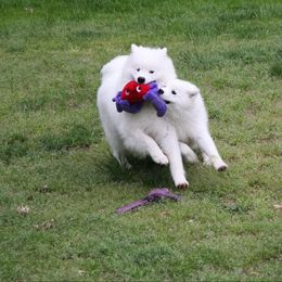 Samoyed Puppies from Koukla Samoyeds