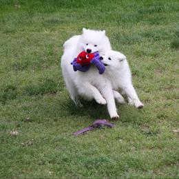 Samoyed Puppies from Koukla Samoyeds