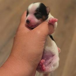 Michelle Jones - Black tan and white female Biewer Terrier puppy in California from Corazon de gigante