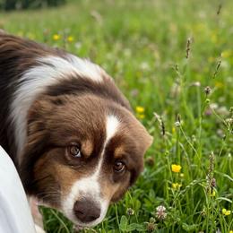 Lana - Miniature American Shepherd