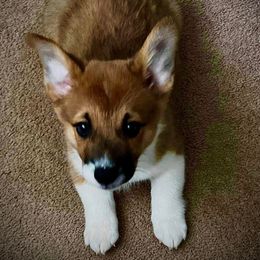 Pembroke Welsh Corgi Puppies from Corgitown