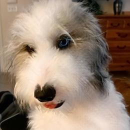 Berri - Sheepadoodle