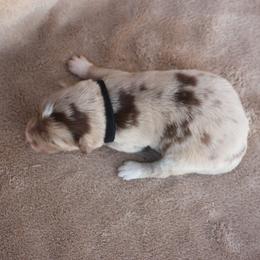 Rags - Black collar - Red merle male Border Collie puppy in Courtland, Alabama from C Bar C Ranch Border Collies