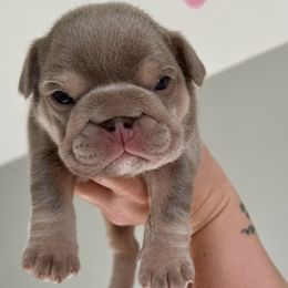 Bishop - Lilac tri-color female Bulldog puppy in Hernando, Mississippi from Blues City Bulldogs