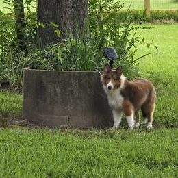 Josie - Sable and white female Shetland Sheepdog puppy in Marion, Louisiana from Costa Del Sol Shelties