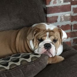 Boxer and Bulldog All Grown Up from Perry Hill Bullies