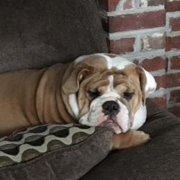 Boxer and Bulldog All Grown Up from Perry Hill Bullies