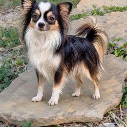Princess - Chihuahua