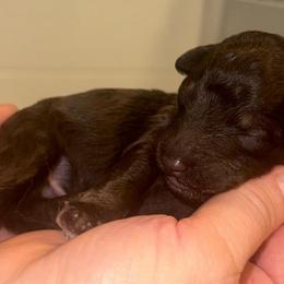 Yoda - Phantom male Poodle puppy in Prosperity, Pennsylvania from Stelladoodles & Company