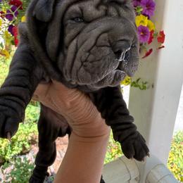 Depa - Black female Chinese Shar-Pei puppy in North Carolina from Amy Mahaffey's Chinese Shar-Pei