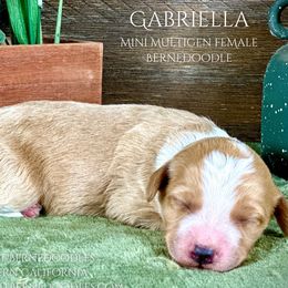 Gabriella - Bernedoodle puppy from Starlight Bernedoodles