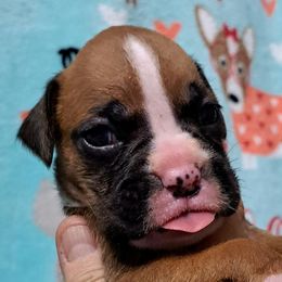 Yellow girl - Fawn female Boxer puppy in Franklin, Georgia from Lakeside Kennels of Franklin