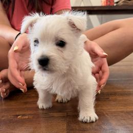 Girl - White female West Highland White Terrier puppy in Valencia, California from Michelle's Westies