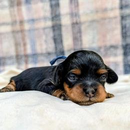 4th pick - Black male Cockapoo puppy in Newmanstown, Pennsylvania from Greta's Cockapoos