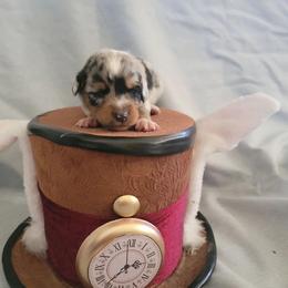 "Toadette" Miniature Australian Shepherd Puppies from Wonderland Aussies