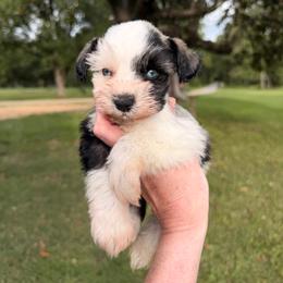Bravo - Parti male Miniature Schnauzer puppy in Silver Creek, Mississippi from Mamie’s Minis, LLC